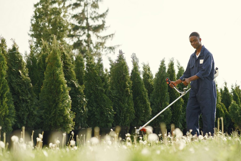 Experienced gardener in overalls uses a trimmer to maintain lush green hedge in daylight.